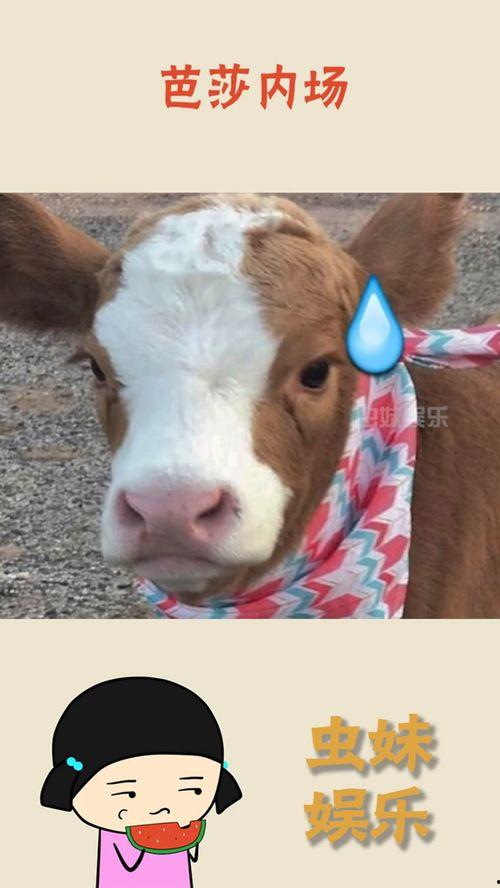 抖音娱乐吃瓜群众是谁